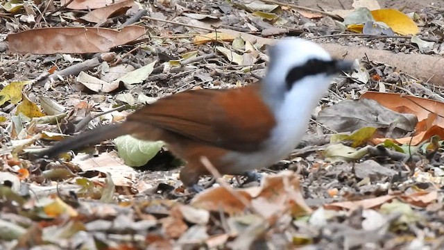 White-crested Laughingthrush - ML615944116