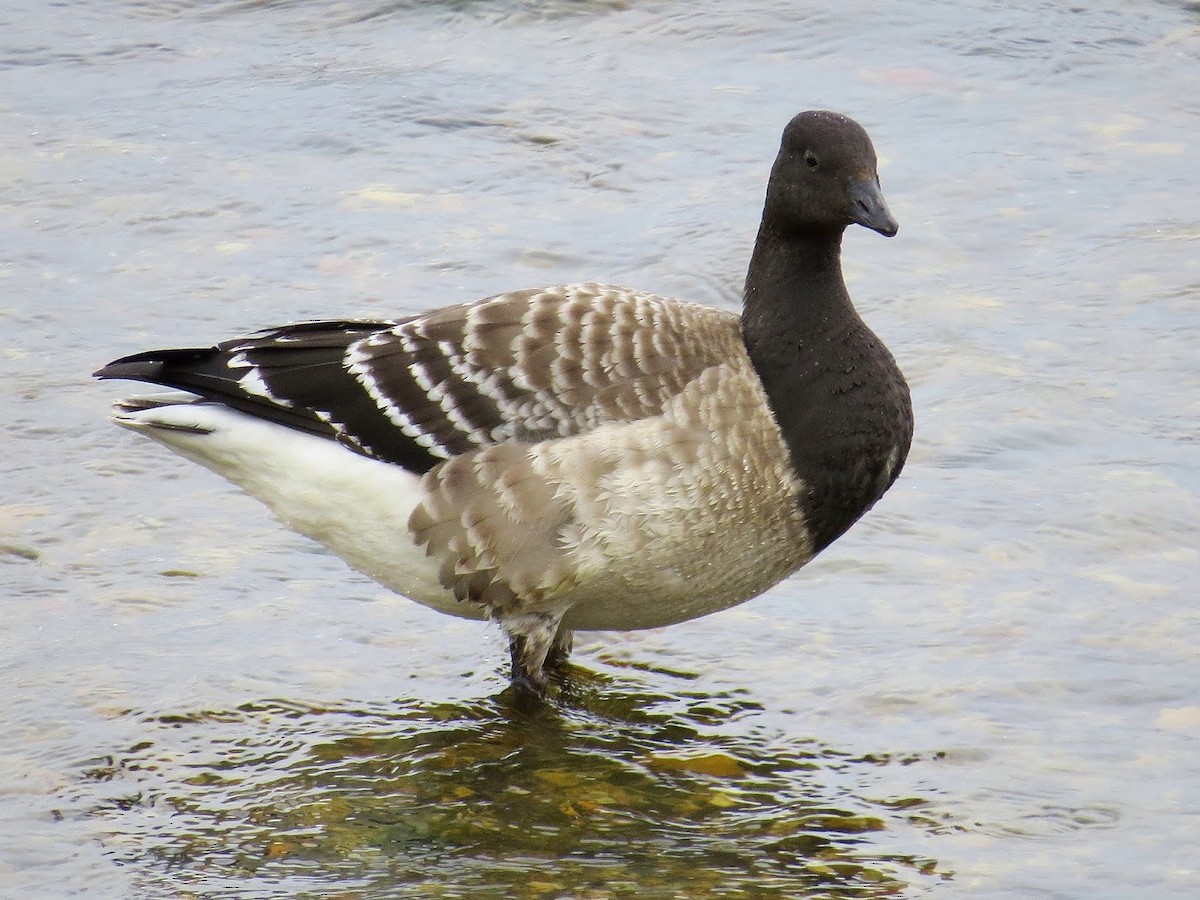 Brant (Atlantic) - ML615944117