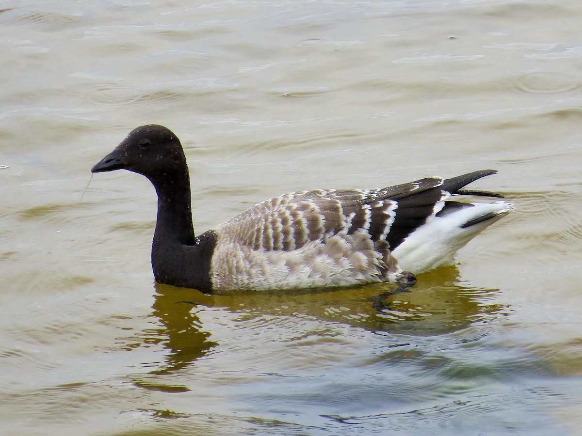 Brant (Atlantic) - Andrew Collins