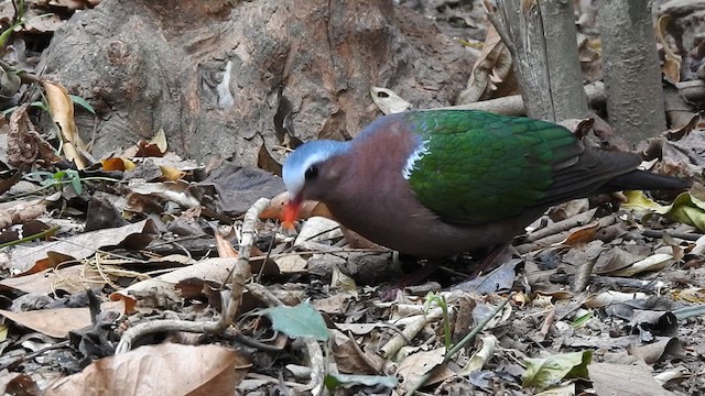 Asian Emerald Dove - ML615944120