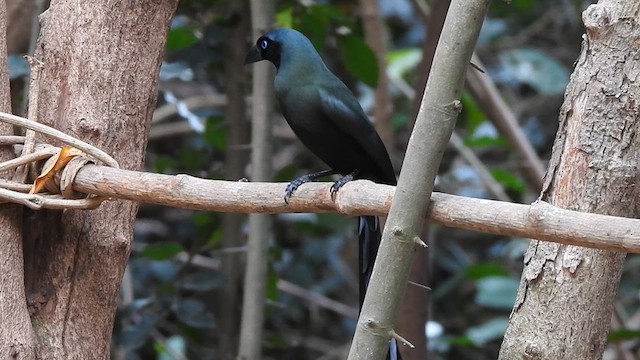 Racket-tailed Treepie - ML615944130