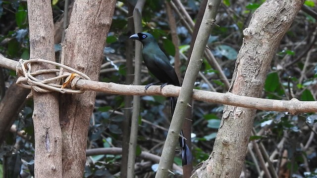 Racket-tailed Treepie - ML615944131