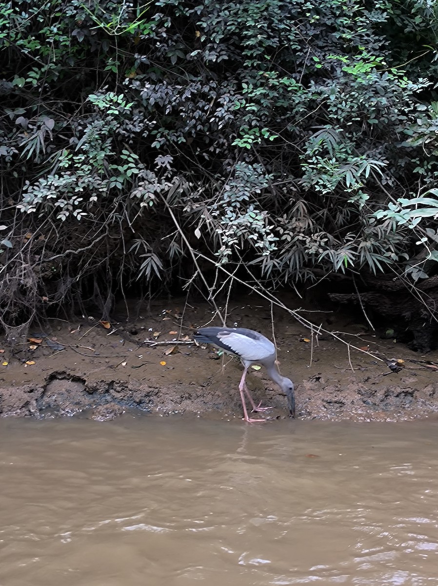 Asian Openbill - ML615944145