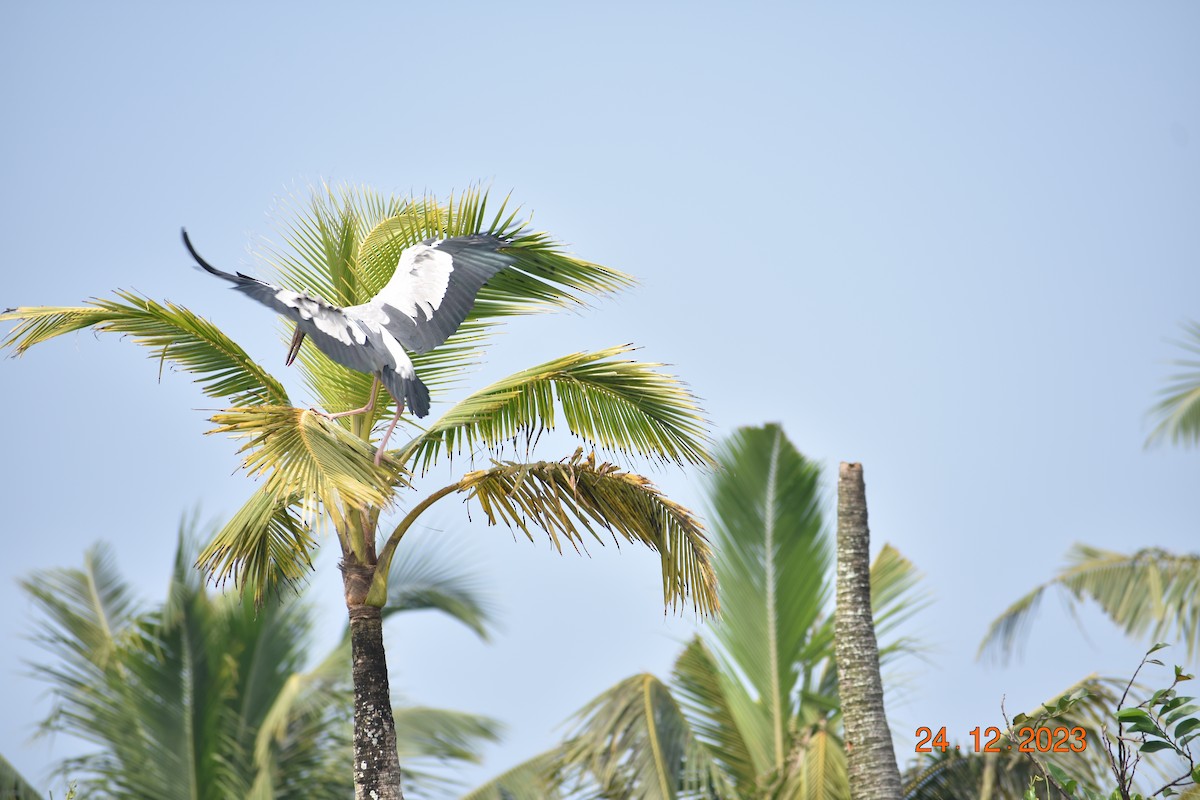 Asian Openbill - ML615944149