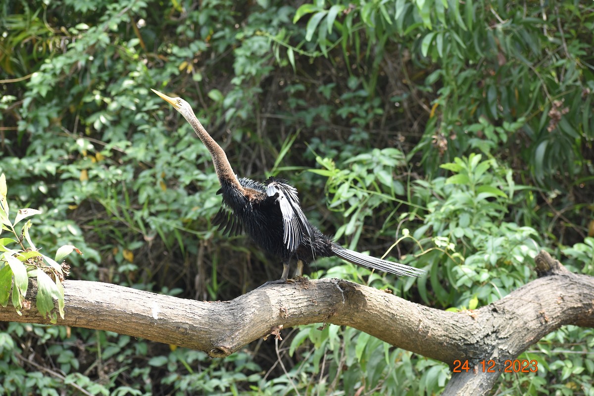 Oriental Darter - ML615944166