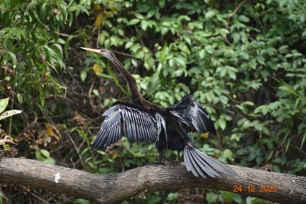 Anhinga Asiática - ML615944167