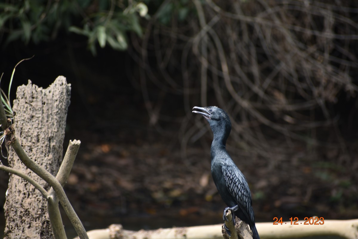 Little Cormorant - ML615944169