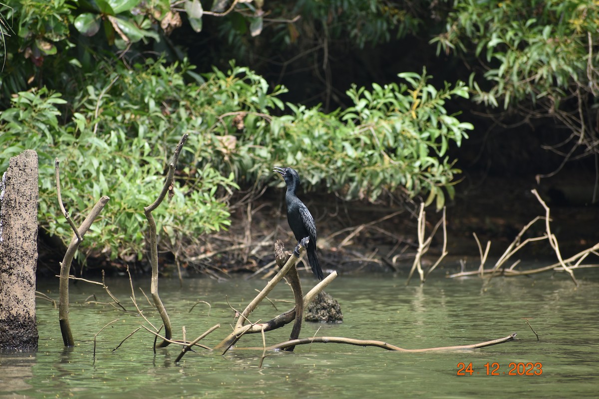 Little Cormorant - ML615944170