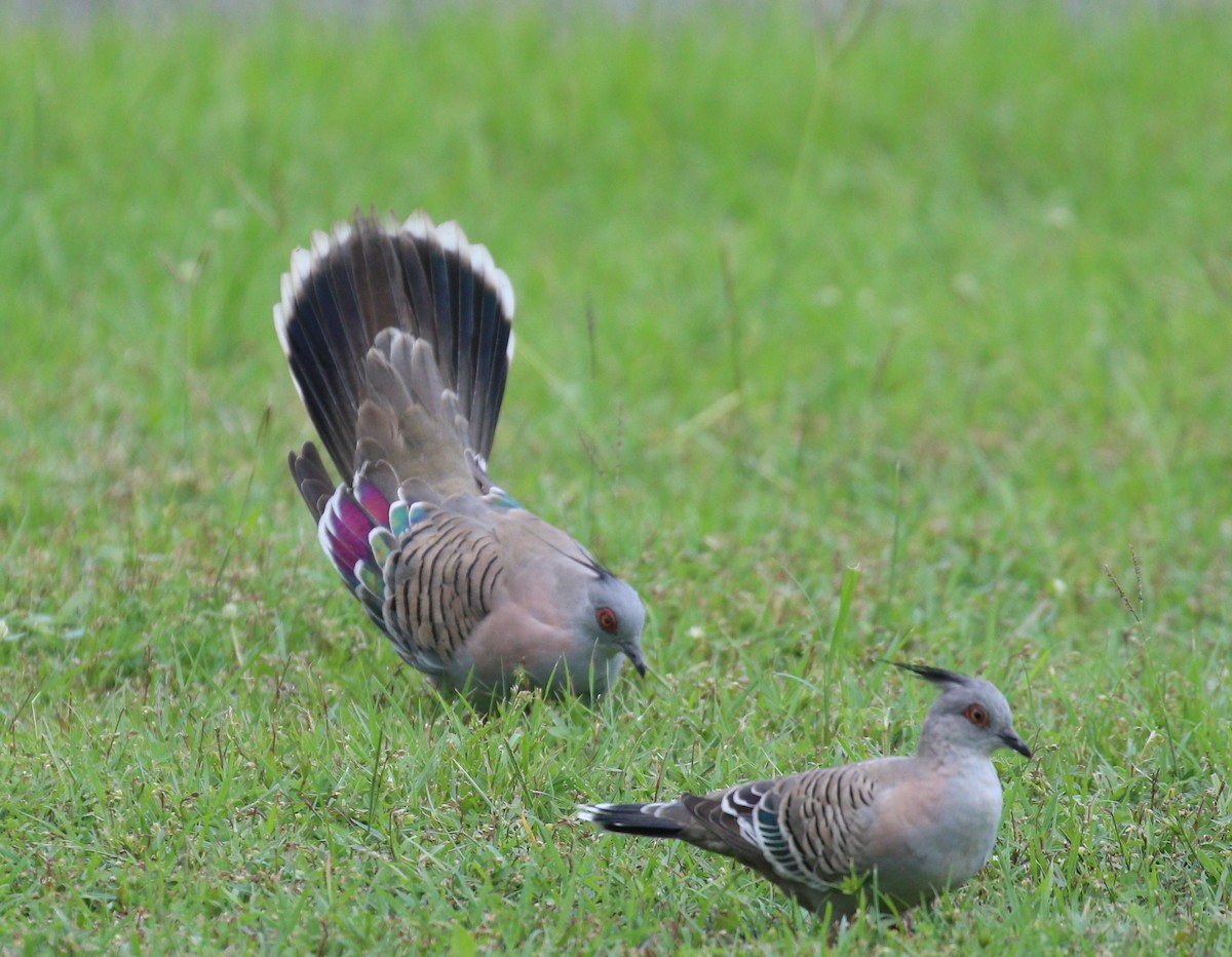 Crested Pigeon - ML615944176