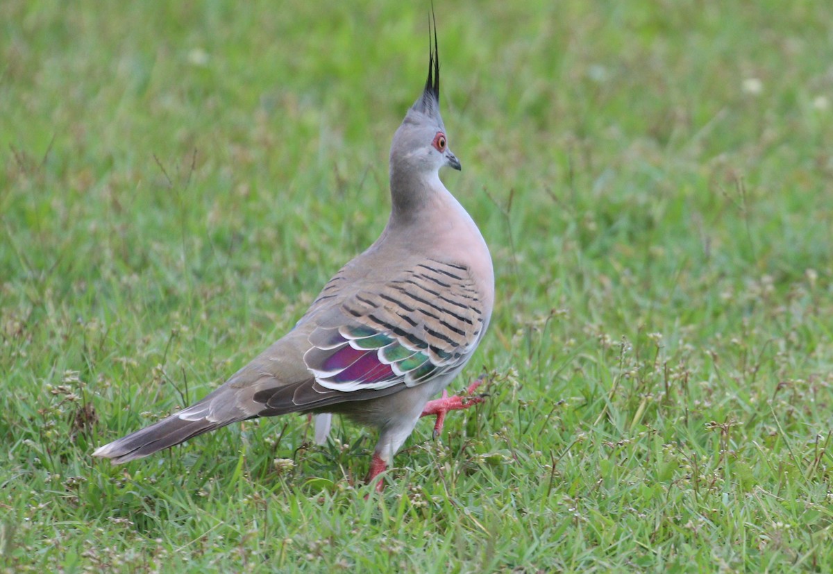 Crested Pigeon - ML615944178