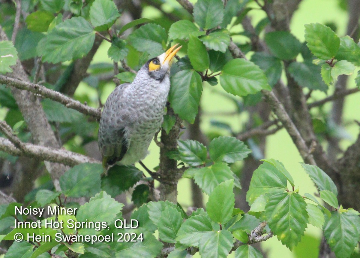 Noisy Miner - ML615944179