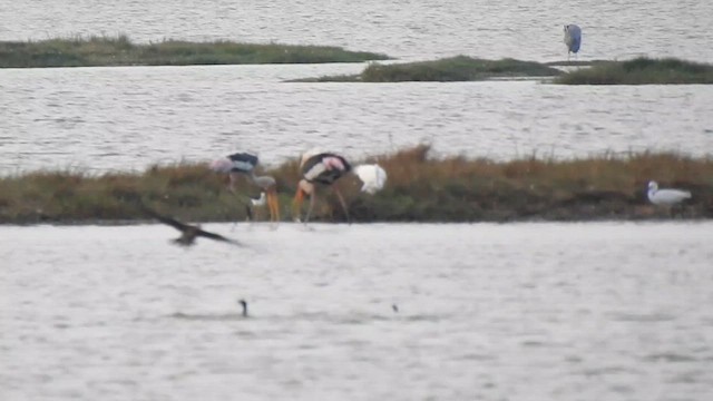 Painted Stork - ML615944185