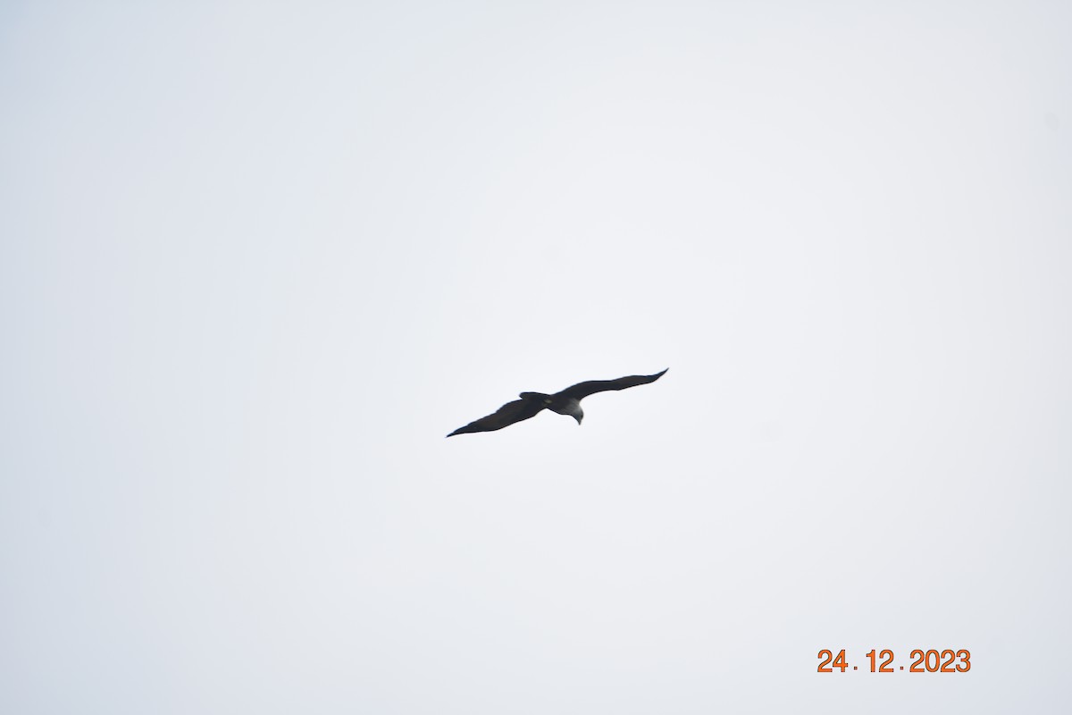 Brahminy Kite - ML615944194