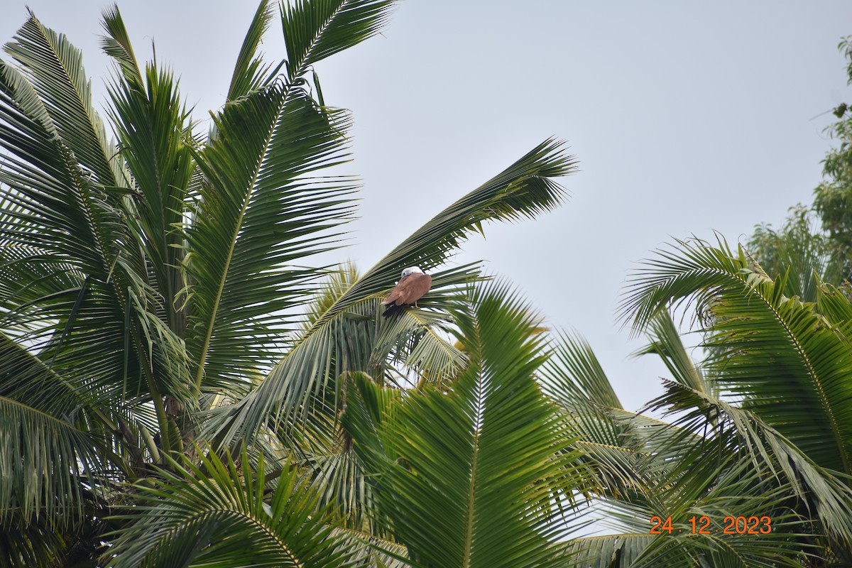 Brahminy Kite - ML615944195