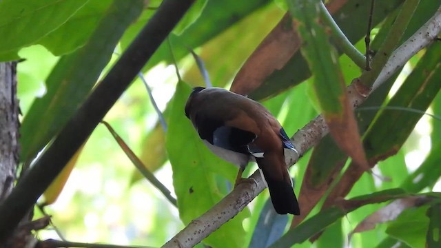 Silver-breasted Broadbill - ML615944216