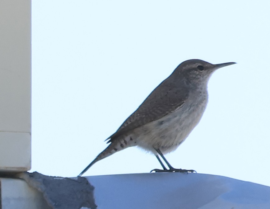 Rock Wren - ML615944224