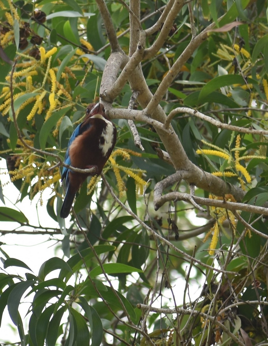 White-throated Kingfisher - ML615944235