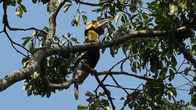 Great Hornbill - ML615944254