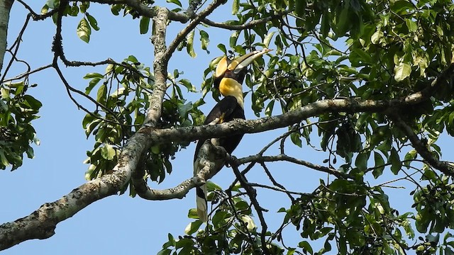 Great Hornbill - ML615944259