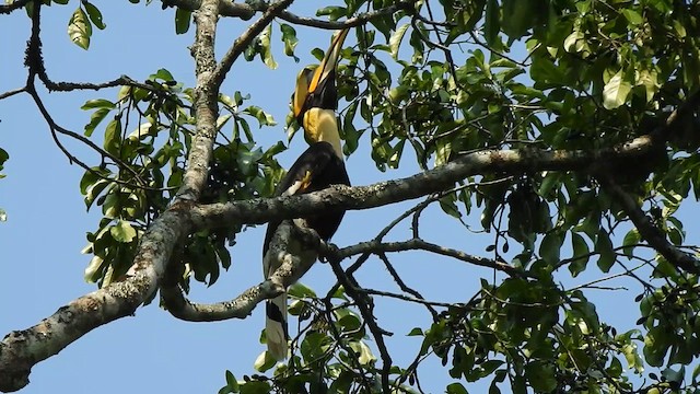 Great Hornbill - ML615944265