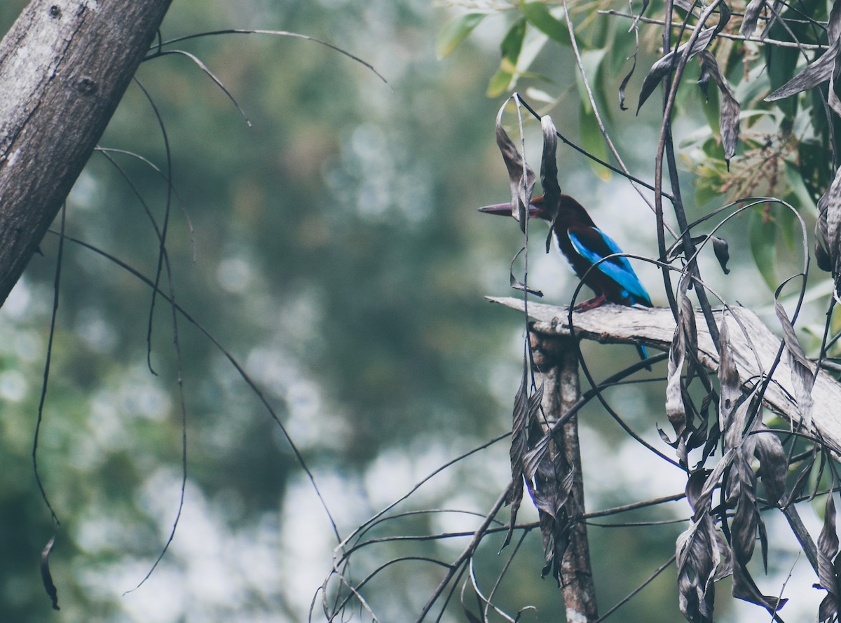 White-throated Kingfisher - ML615944266