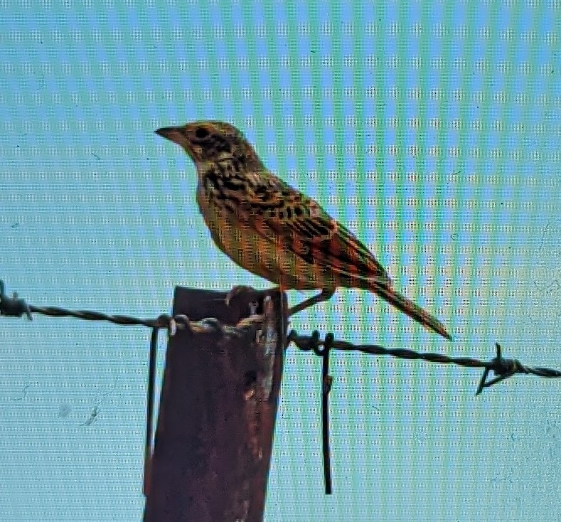 Singing Bushlark (Australasian) - Max Norman