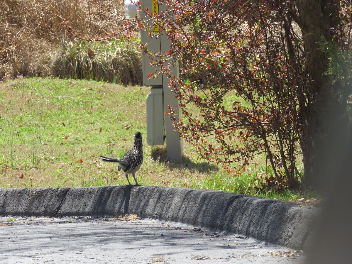 Greater Roadrunner - ML615944374