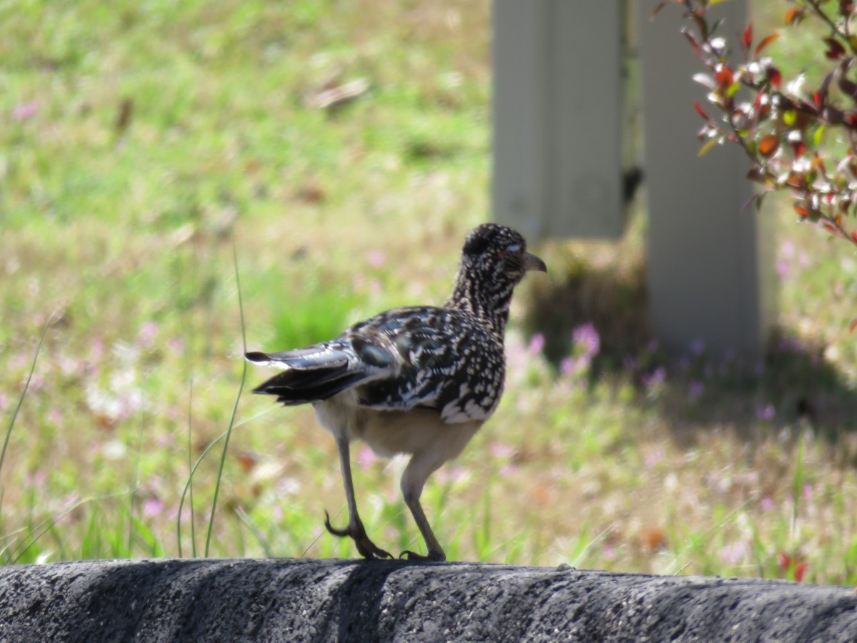 Greater Roadrunner - ML615944376