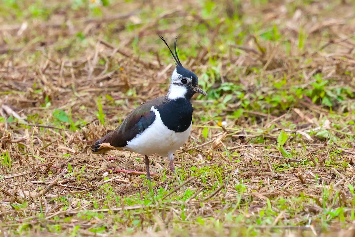 Northern Lapwing - ML615944430