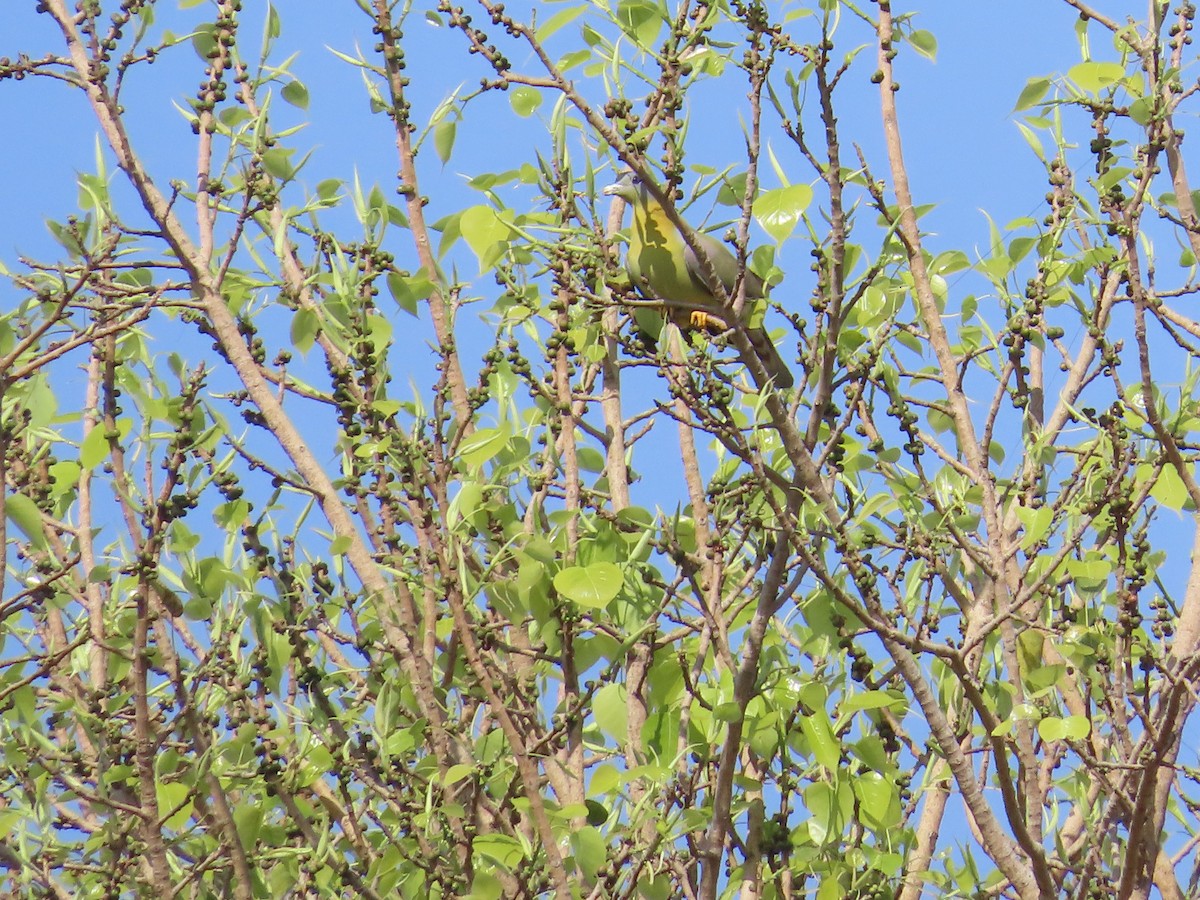 Желтоногий зелёный голубь - ML615944435