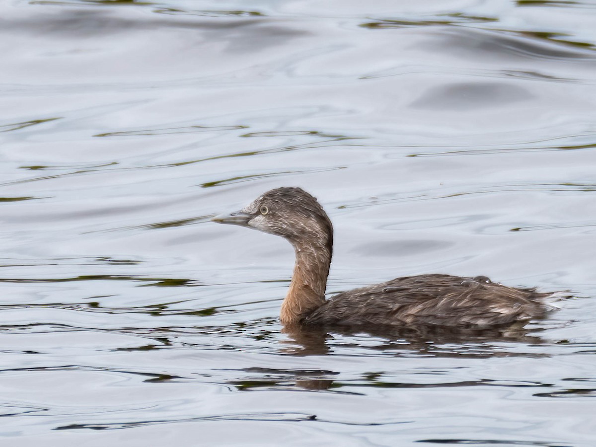 New Zealand Grebe - Jan Lile