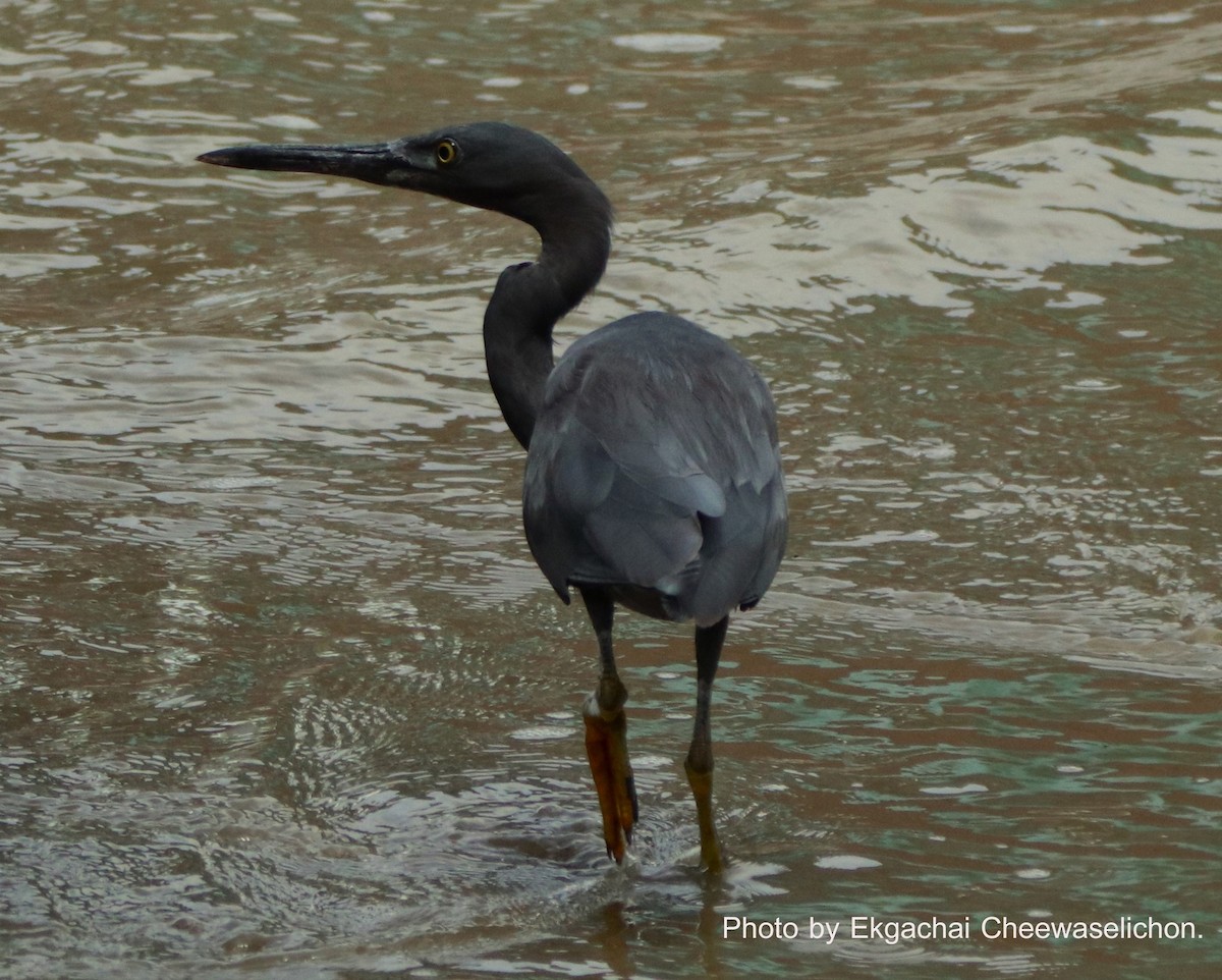 Pacific Reef-Heron - ML615944567