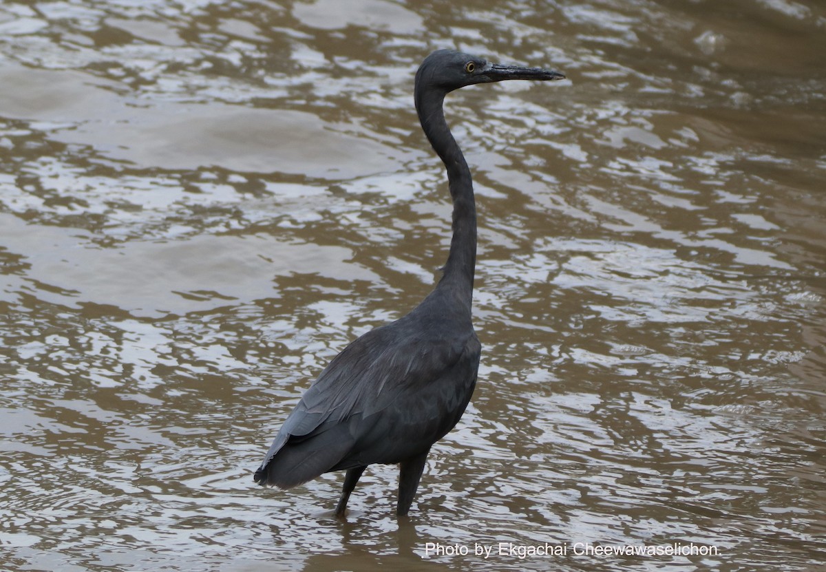 Pacific Reef-Heron - ML615944568