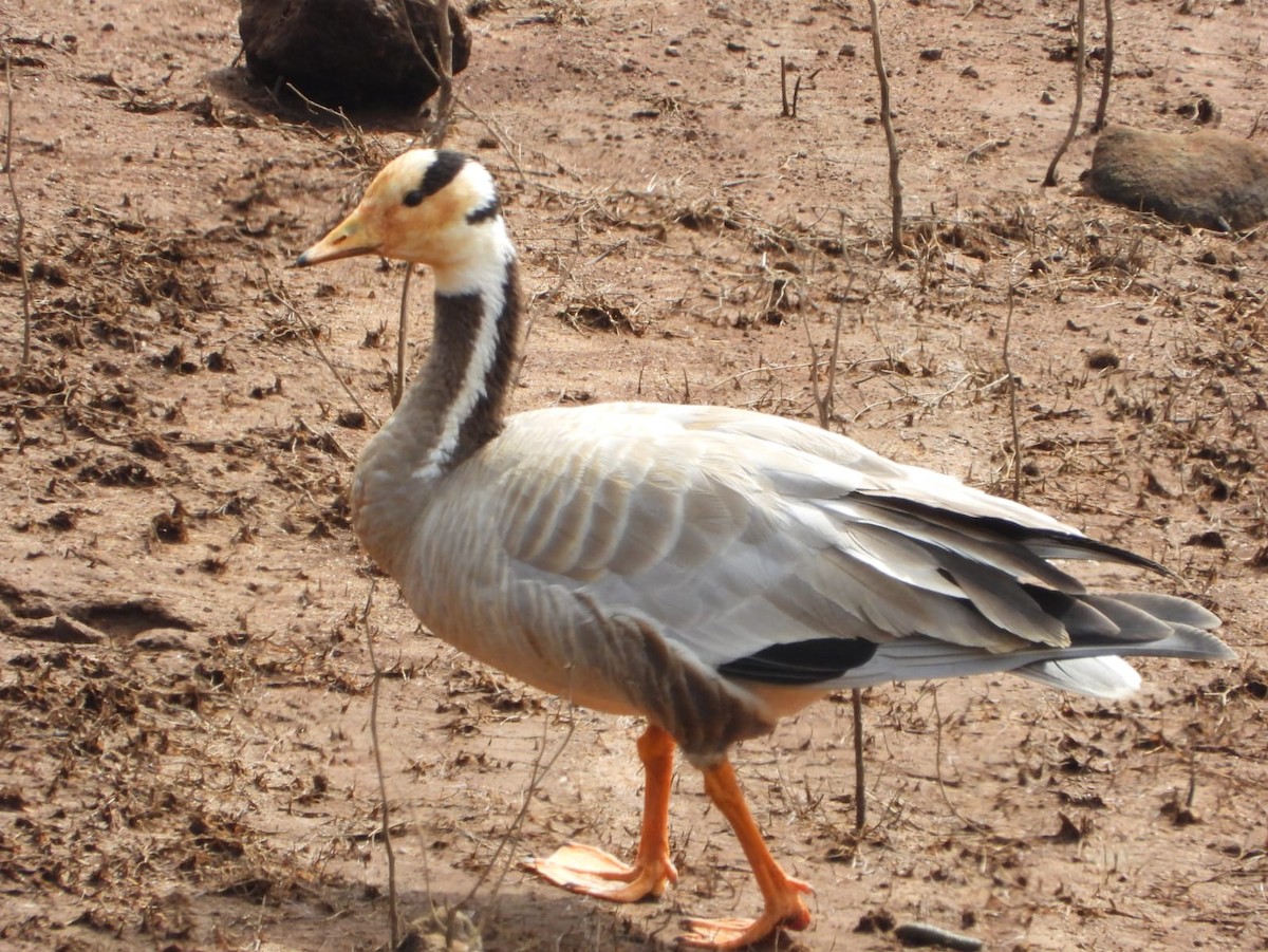 Bar-headed Goose - ML615944591