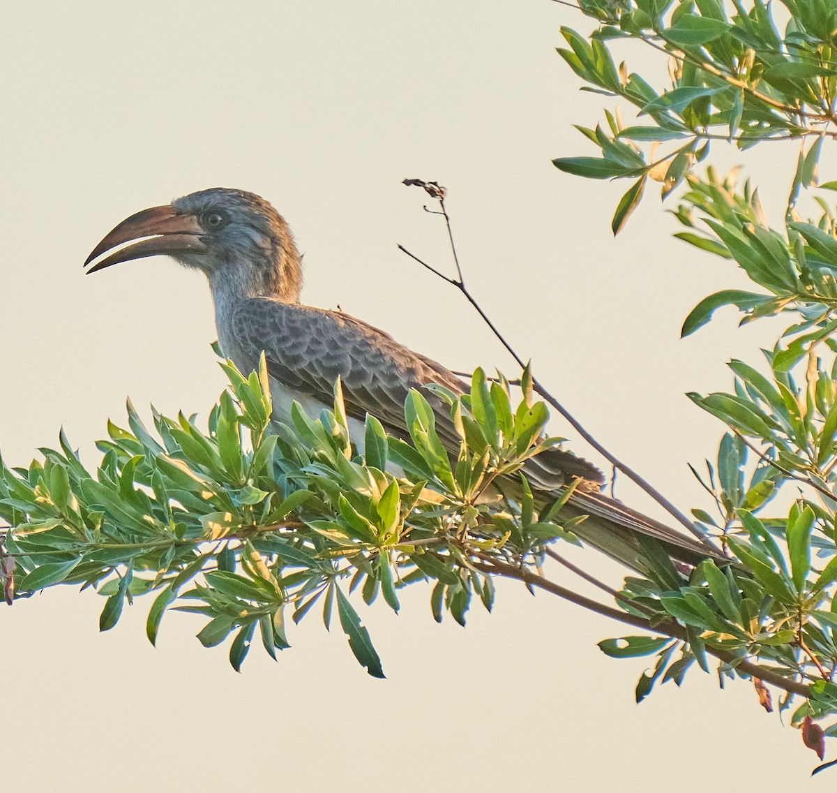 Bradfield's Hornbill - ML615944611