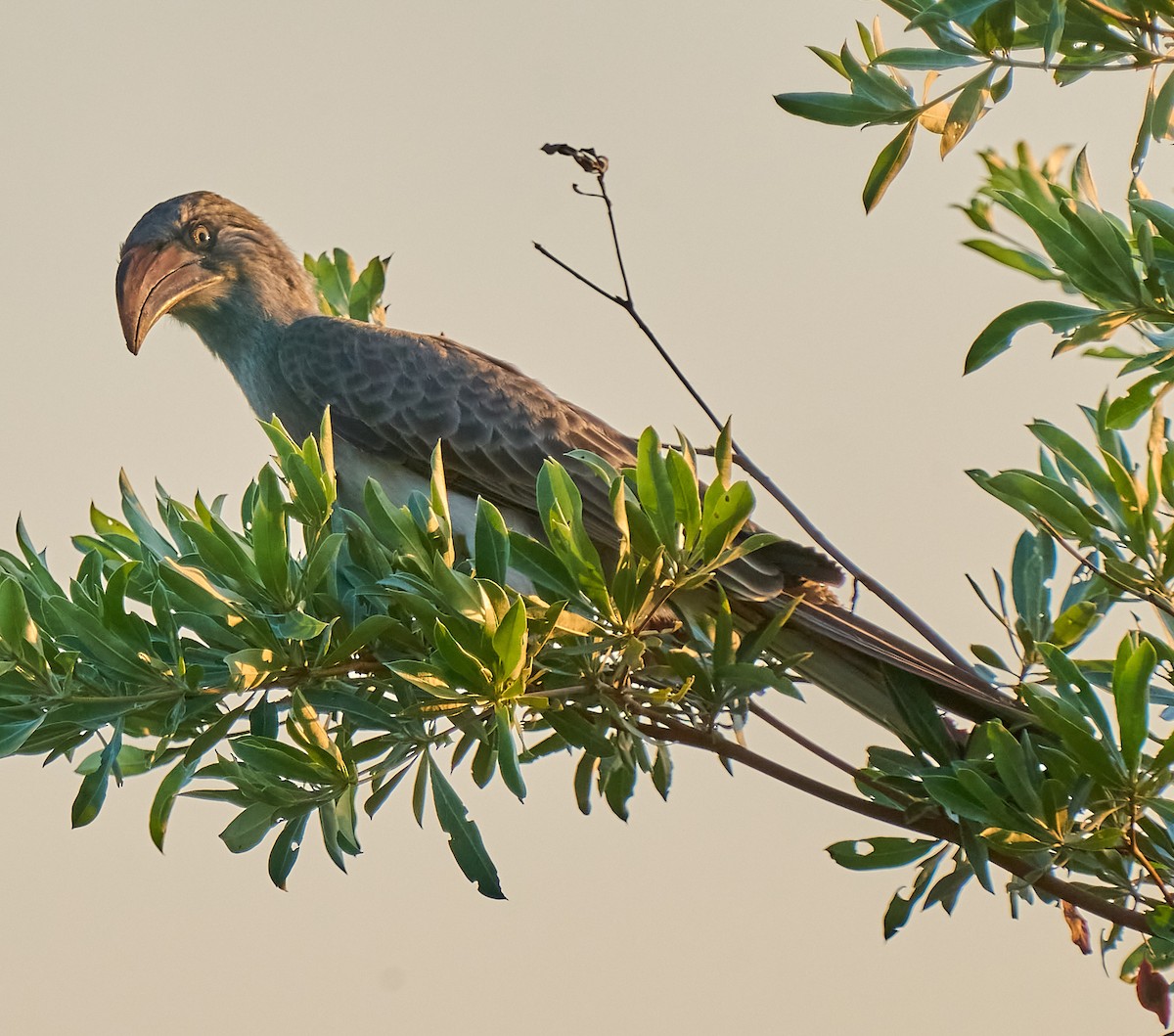 Bradfield's Hornbill - ML615944612