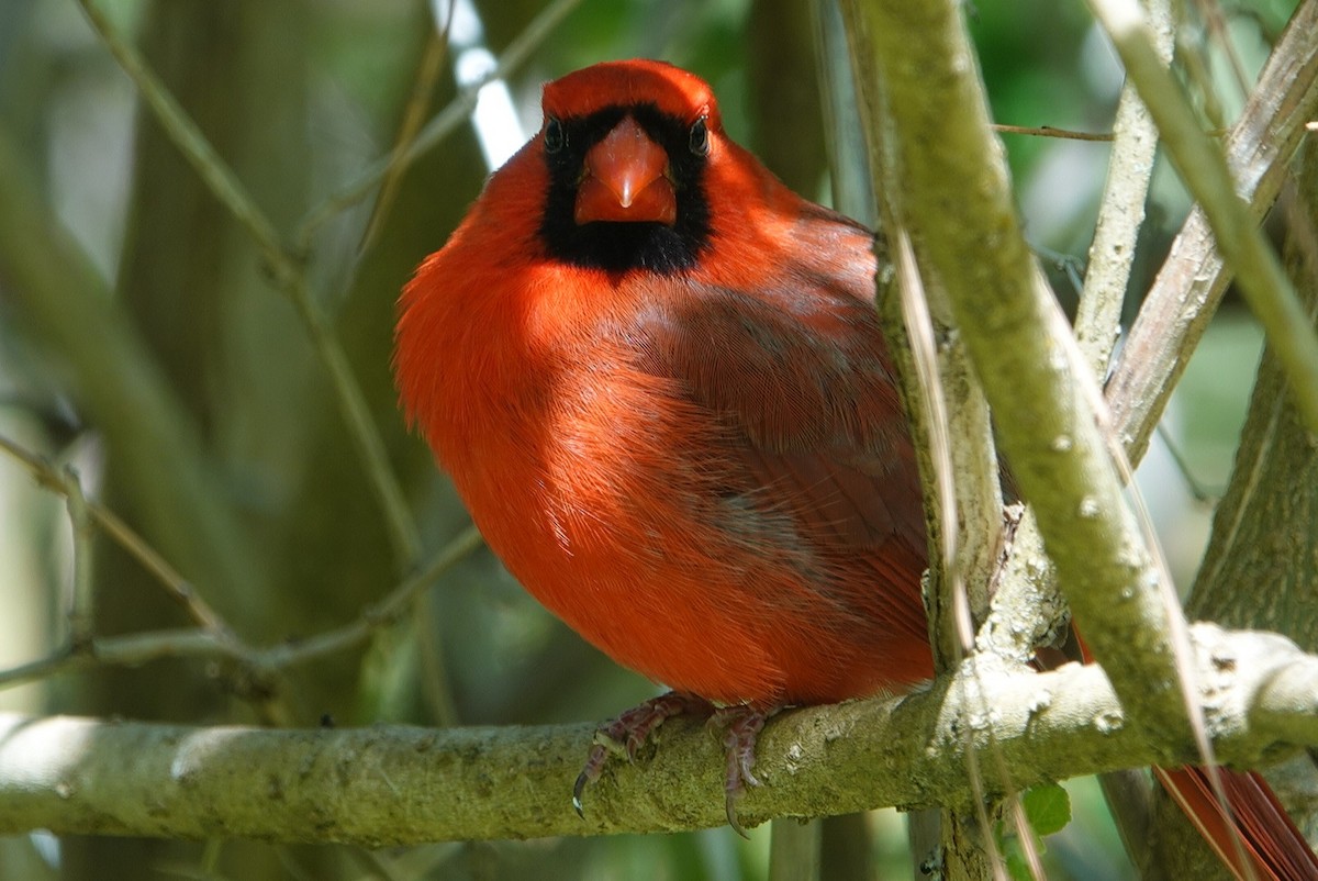 Northern Cardinal - ML615944758