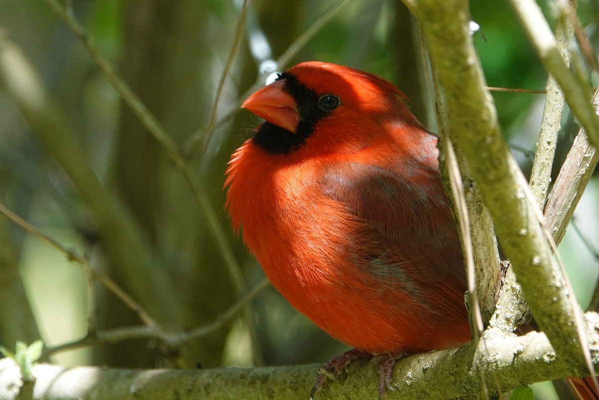 Northern Cardinal - ML615944768