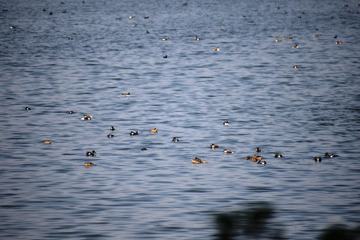 Northern Shoveler - ML615944782