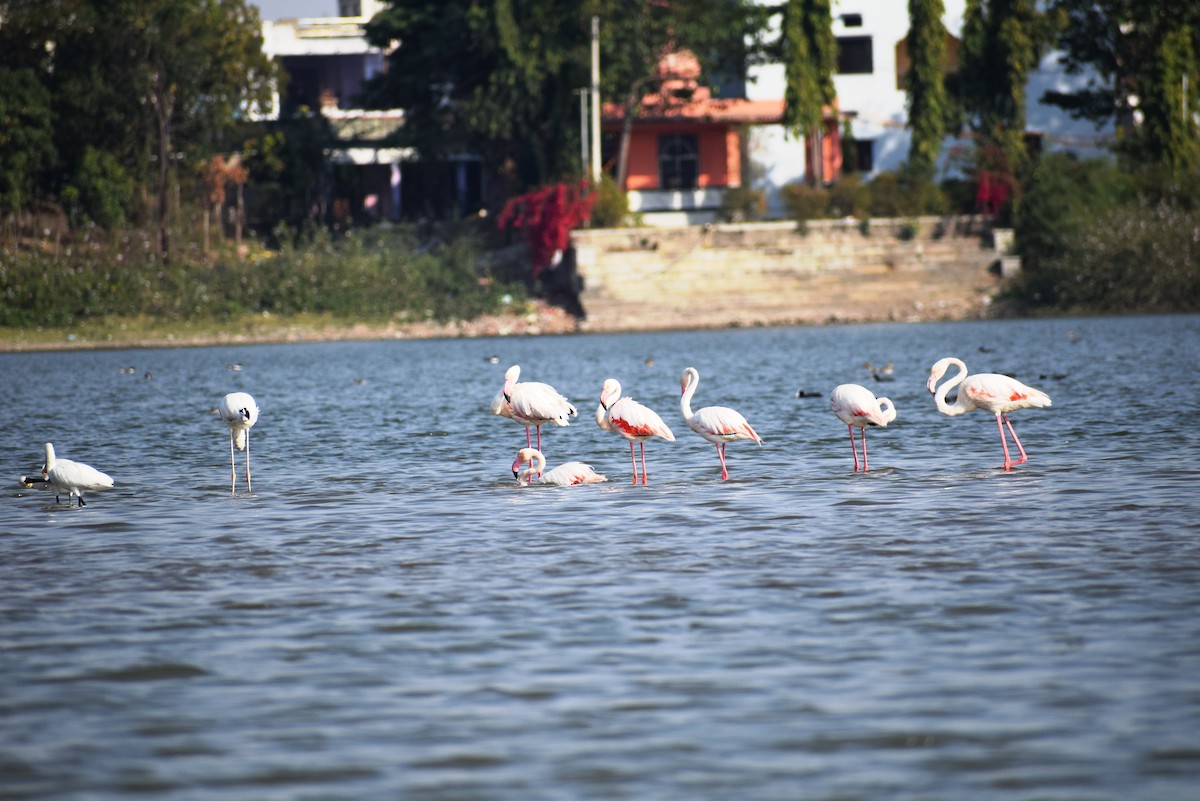 Greater Flamingo - ML615944795