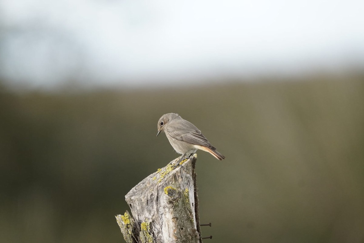 Black Redstart - ELIF OGRALI