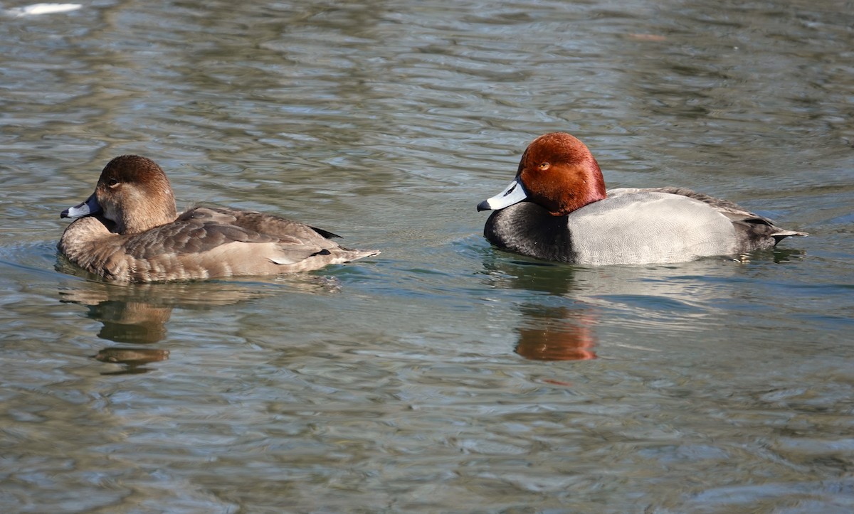 Redhead - ML615944901