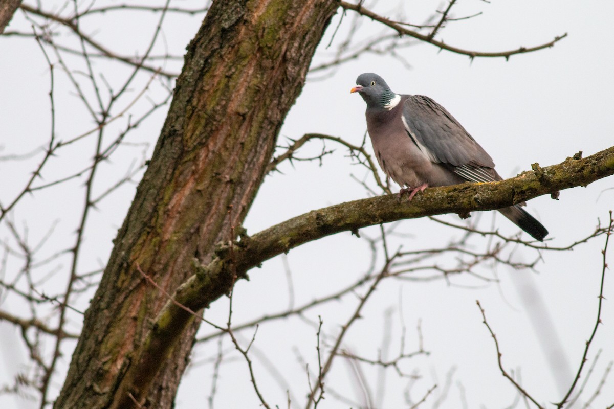 Common Wood-Pigeon - ML615944905