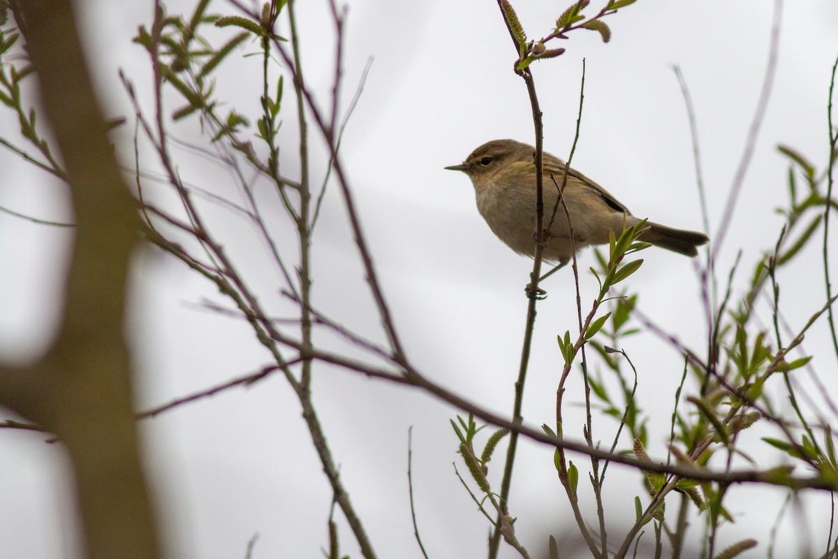 Common Chiffchaff - ML615944912