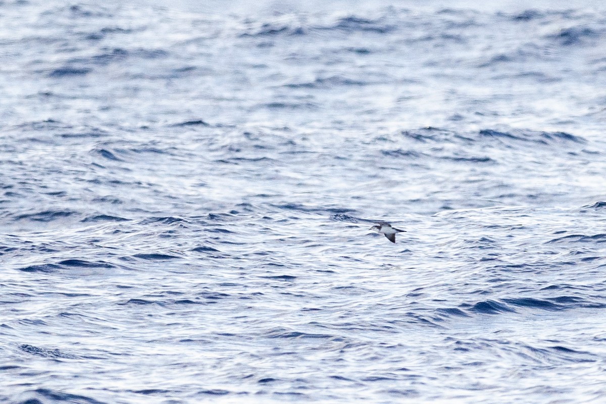 Bryan's Shearwater - ML615945023