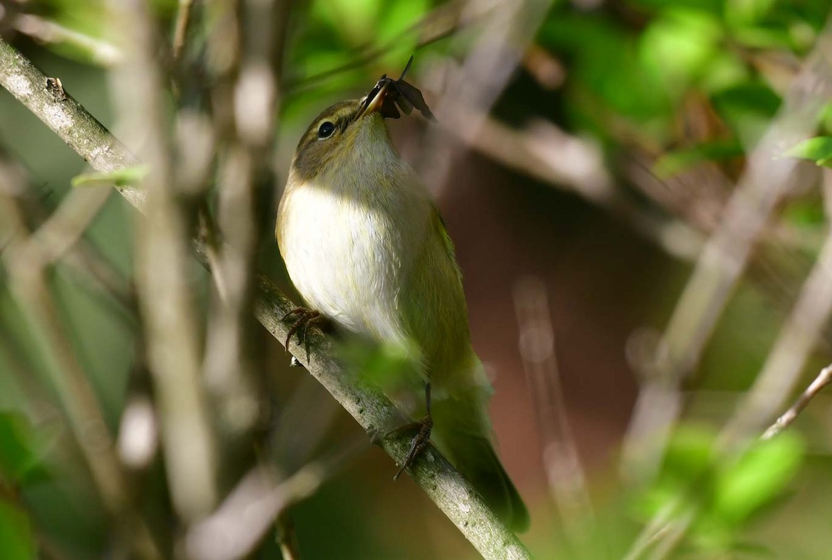 Mosquitero Común - ML615945033