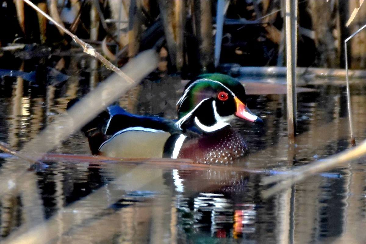 Wood Duck - Joe Gadbois