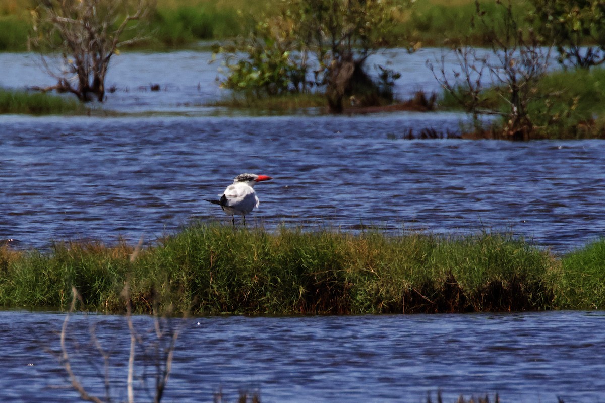 Caspian Tern - ML615945068