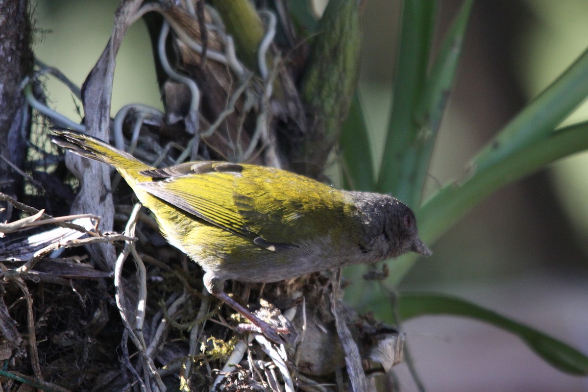 Dusky Chlorospingus - ML615945073