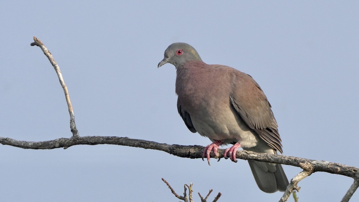 Pale-vented Pigeon - ML615945076